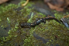 Desmognathus imitator