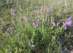 Dracocephalum peregrinum