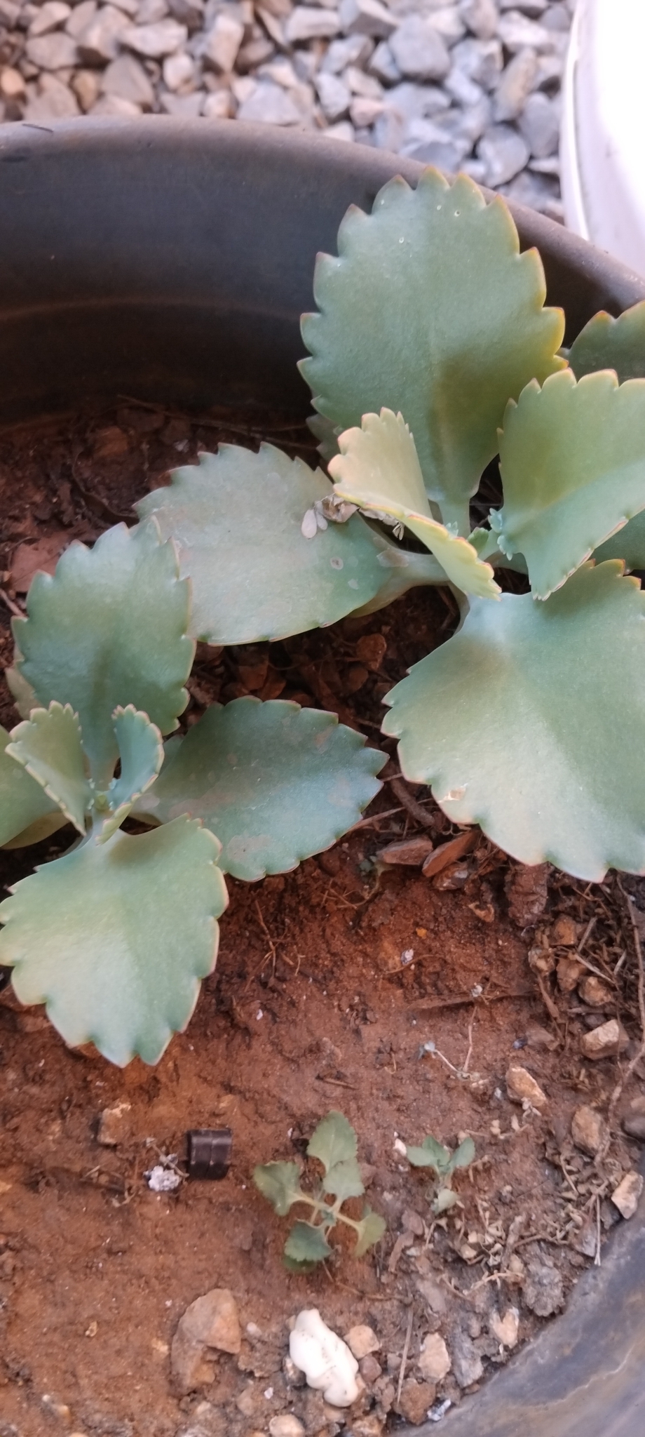 Kalanchoe laetivirens