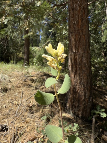 iNaturalist observation photo of Southern Honeysuckle