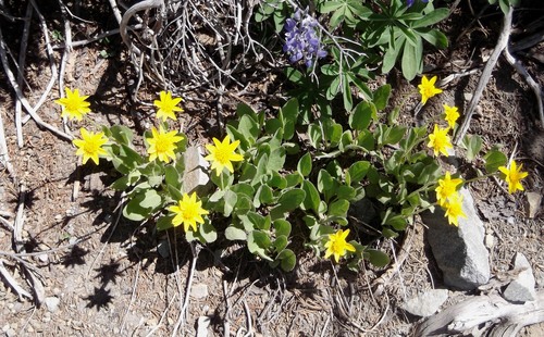rayless arnica (Arnica ×diversifolia)
