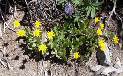 Arnica ovata
