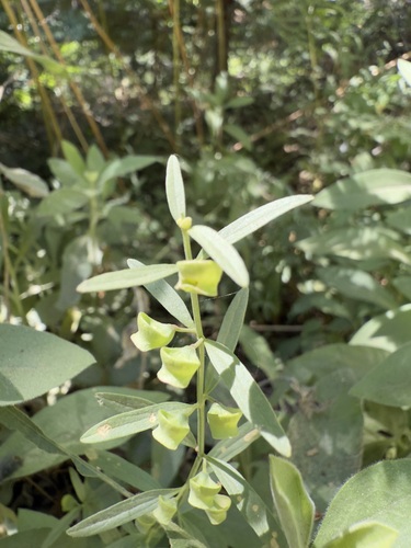 iNaturalist observation photo of Grayleaf Skullcap