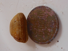 Arcopsis solida
