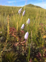 Adenophora stenanthina