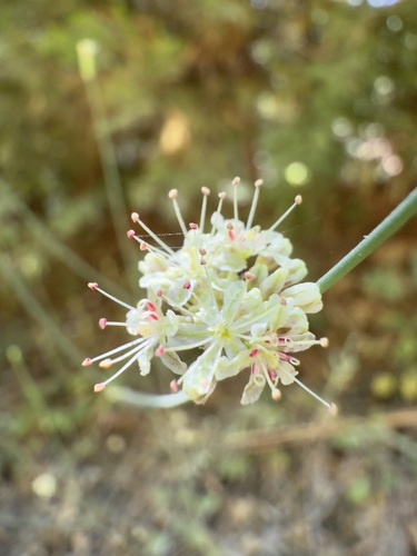 iNaturalist observation photo of Naked Buckwheat