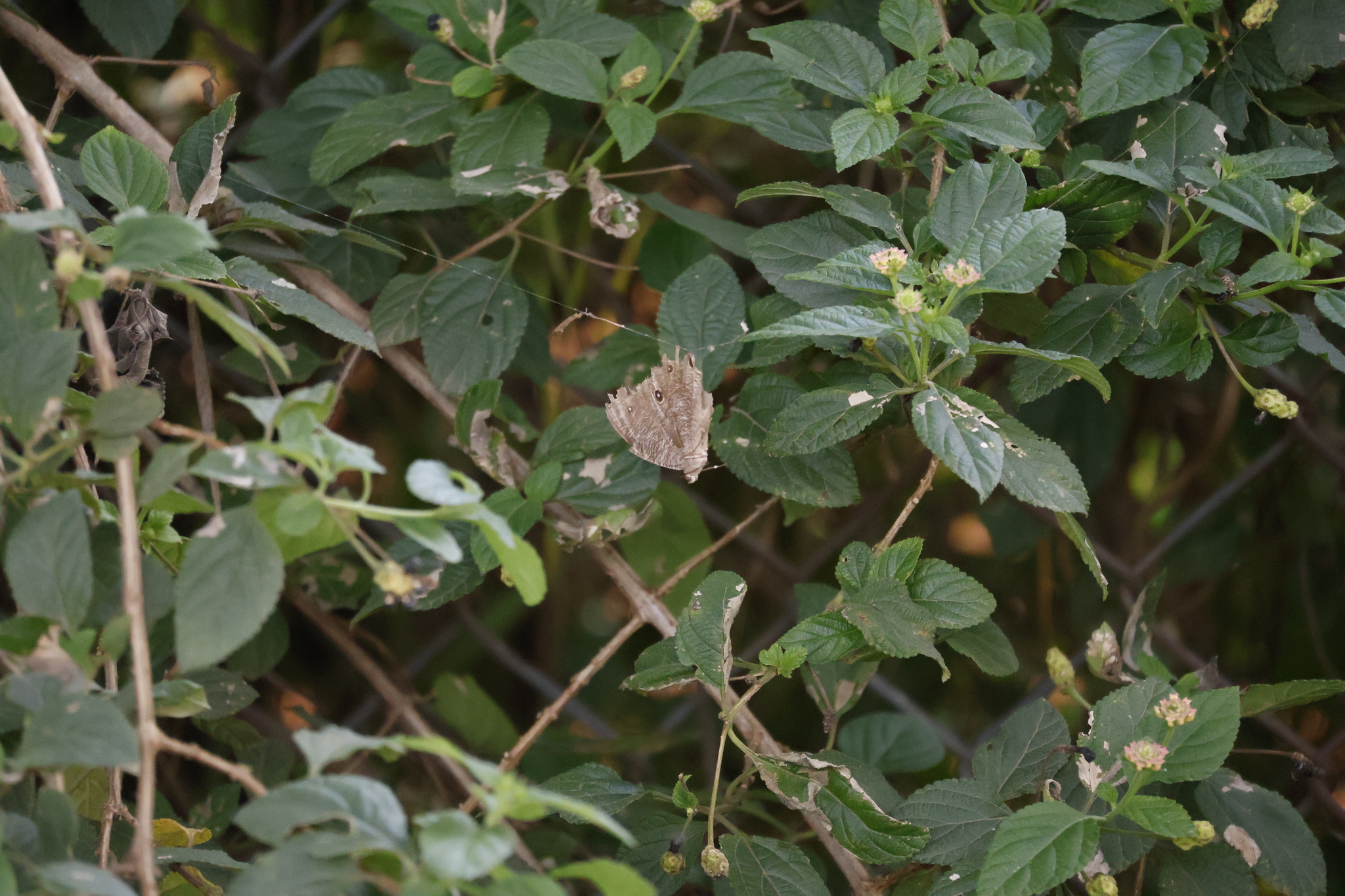 Common Evening Brown