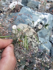 Acmispon parviflorus