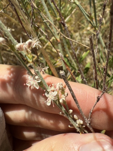 iNaturalist observation photo of Wright's buckwheat