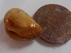 Arcopsis solida