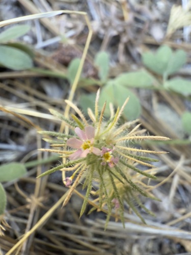 iNaturalist observation photo of Whiskerbrush