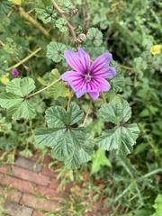 Malva sylvestris