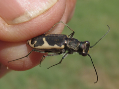 Cicindela schauppii