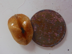 Arcopsis solida