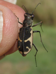 Cicindela schauppii