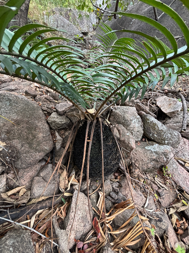 Encephalartos turneri