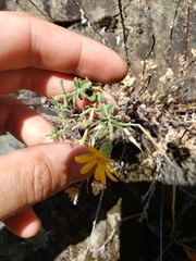 Heterotheca orovillosa