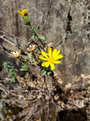 Heterotheca orovillosa