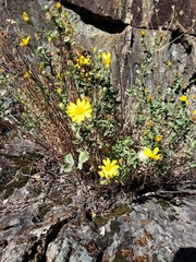 Heterotheca orovillosa