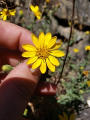 Heterotheca orovillosa