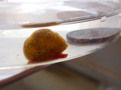Arcopsis solida