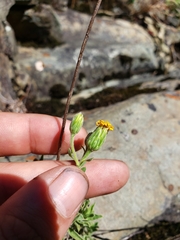 Heterotheca orovillosa