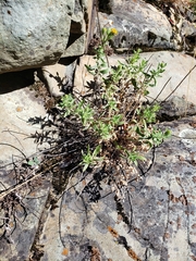 Heterotheca orovillosa