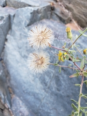 Heterotheca orovillosa