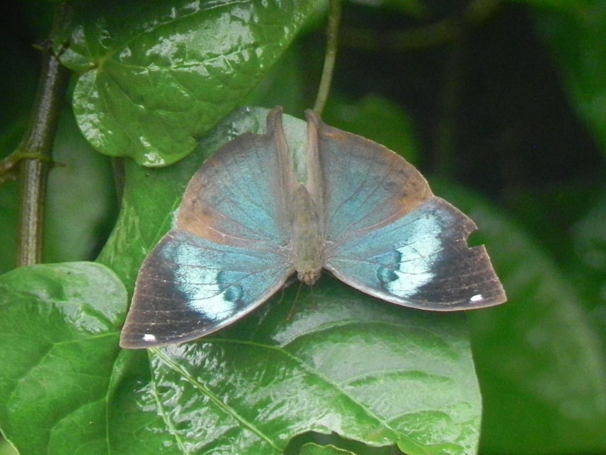 Sahyadri Blue Oakleaf