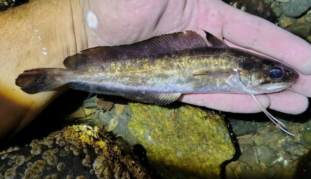 Red hake (Urophycis chuss) — Phycidae