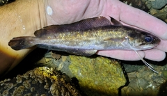 Squirrel Hake photo 1