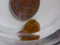 Arcopsis solida