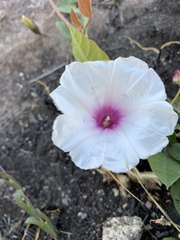 Ipomoea bathycolpos