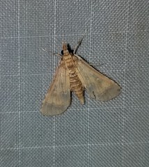 Niphograpta albiguttalis