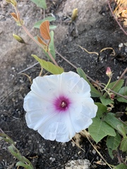 Ipomoea bathycolpos
