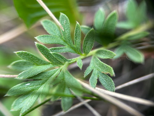Platte River Cinquefoil