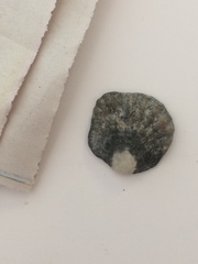 Plicatula gibbosa