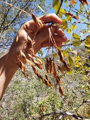 Fraxinus dipetala