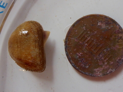 Arcopsis solida