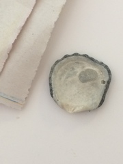 Plicatula gibbosa