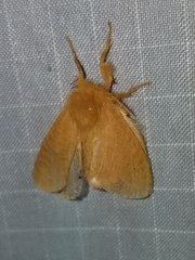 Megalopyge pyxidifera