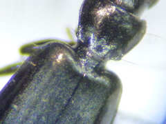 Microlestes