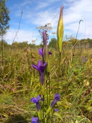 Gentianopsis barbata