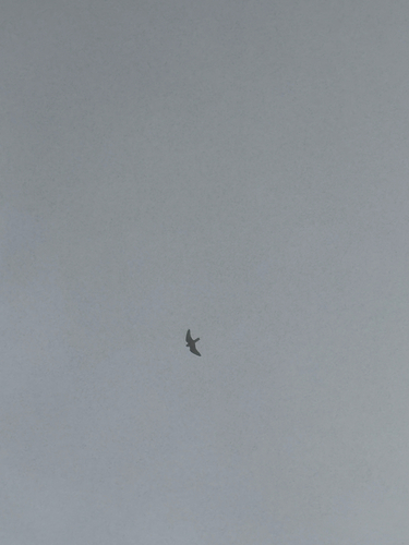 Lanner Falcon