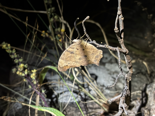 Common Evening Brown