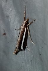 Carectocultus perstrialis