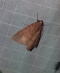 Anomis illita