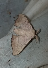 Cicinnus melsheimeri