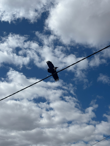 Pied Crow