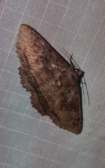 Zale fictilis